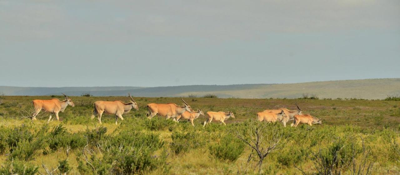 De Hoop Collection - Equipped Cottages De Hoop Nature Reserve エクステリア 写真